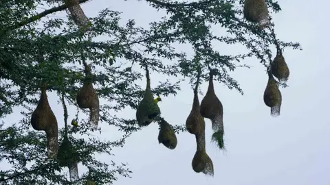 Bird Watching - Walk along the river bed and learn about native birds from a professional ornithologist.